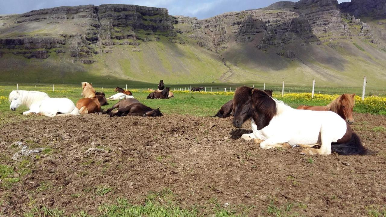 Lækjarhus Farm Holidays Borgarhöfn Eksteriør billede