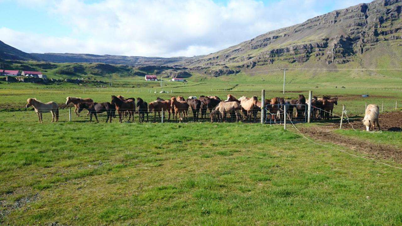 Lækjarhus Farm Holidays Borgarhöfn Eksteriør billede