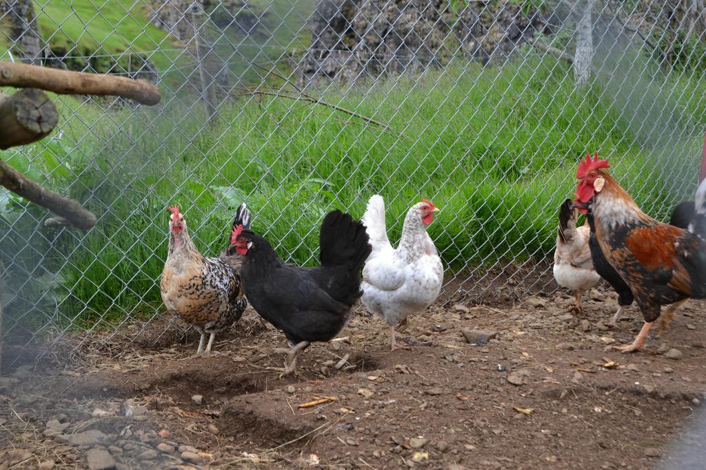 Lækjarhus Farm Holidays Borgarhöfn Eksteriør billede