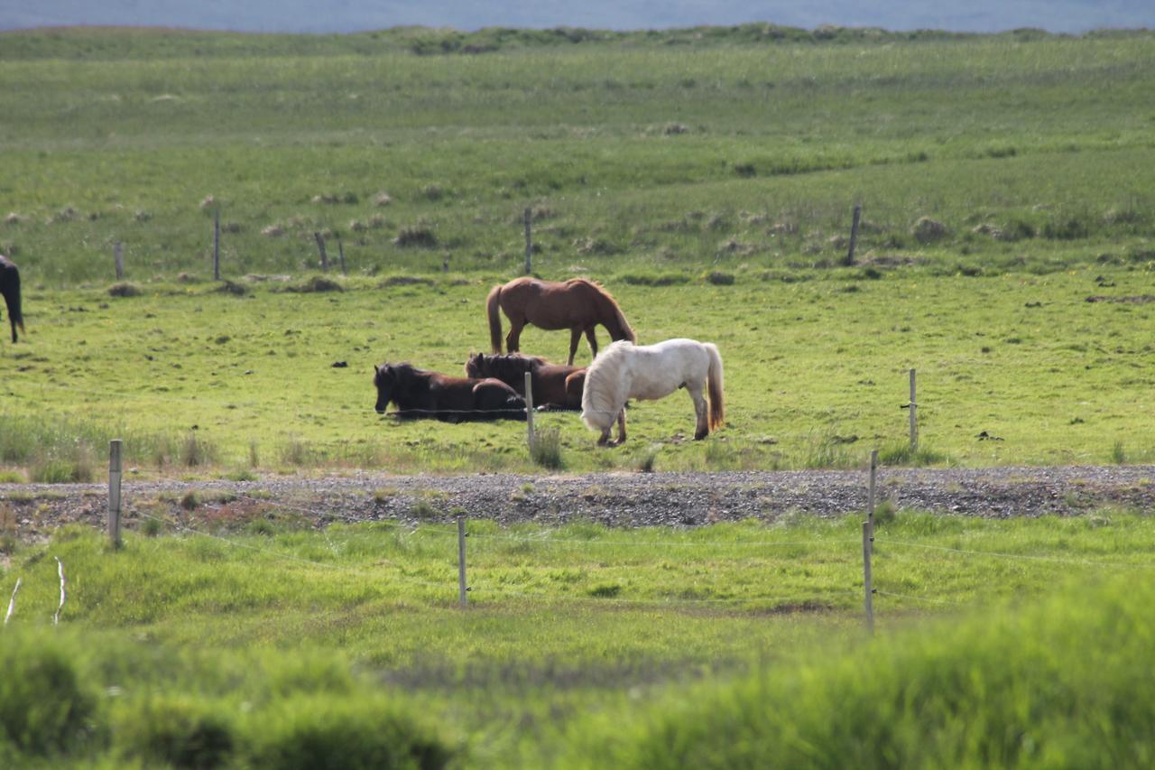 Lækjarhus Farm Holidays Borgarhöfn Eksteriør billede
